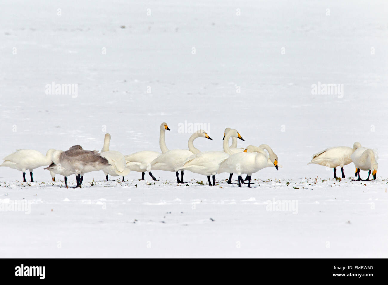 Herde von Singschwänen (Cygnus Cygnus) auf Ackerland im Schnee im Winter auf Nahrungssuche Stockfoto