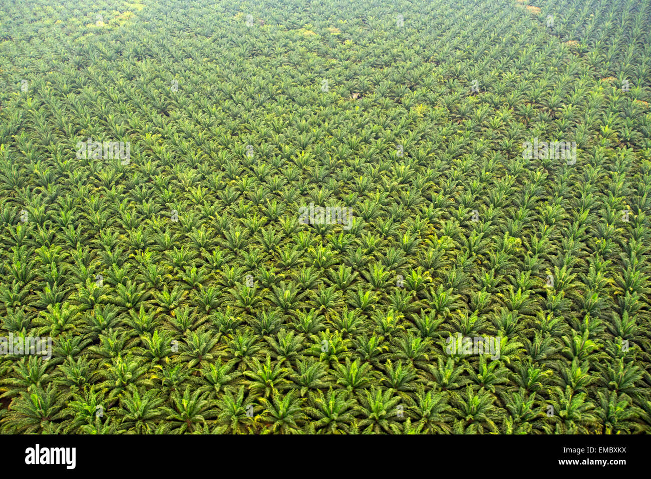 Afrikanische Palmenplantage in Guatemalaplantage Stockfoto