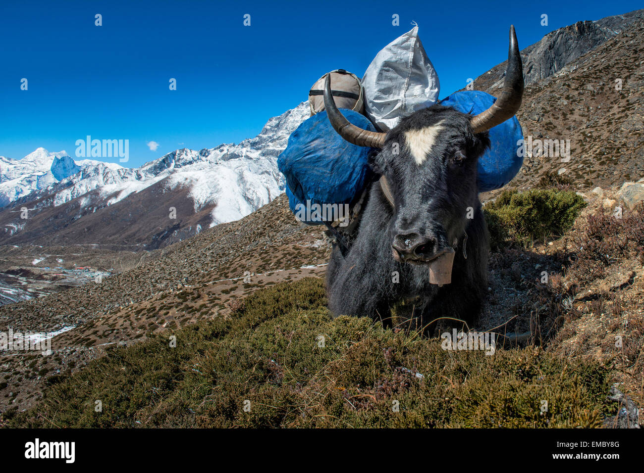 Nepal, Khumbu, Everest Region, Dingboche, Yak mit Last Stockfoto