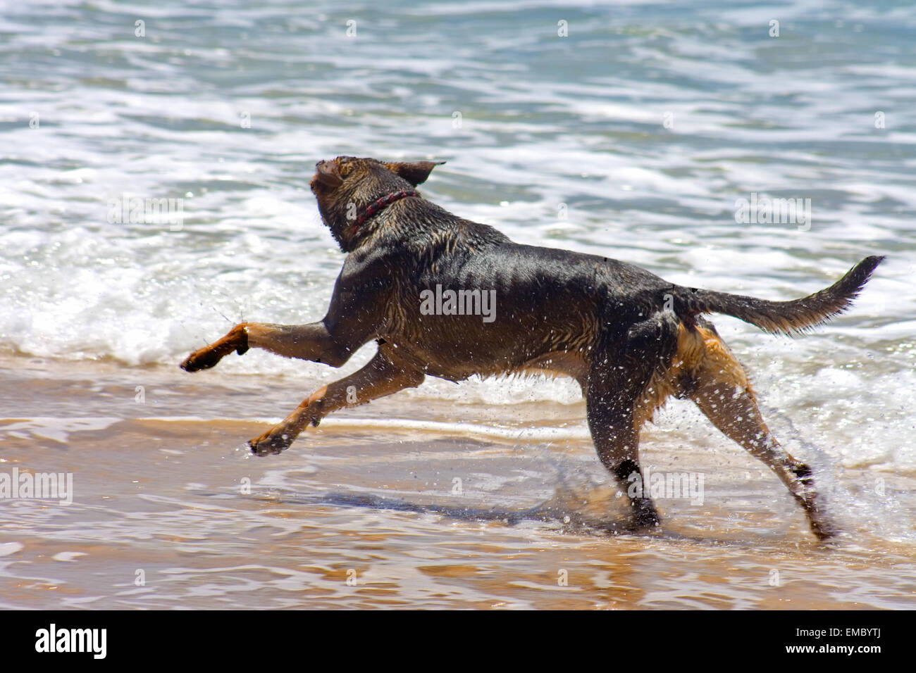 Ein Schokolade Hund Spritzen auf Wellen am Meer, Tarifa, Spanien Stockfoto