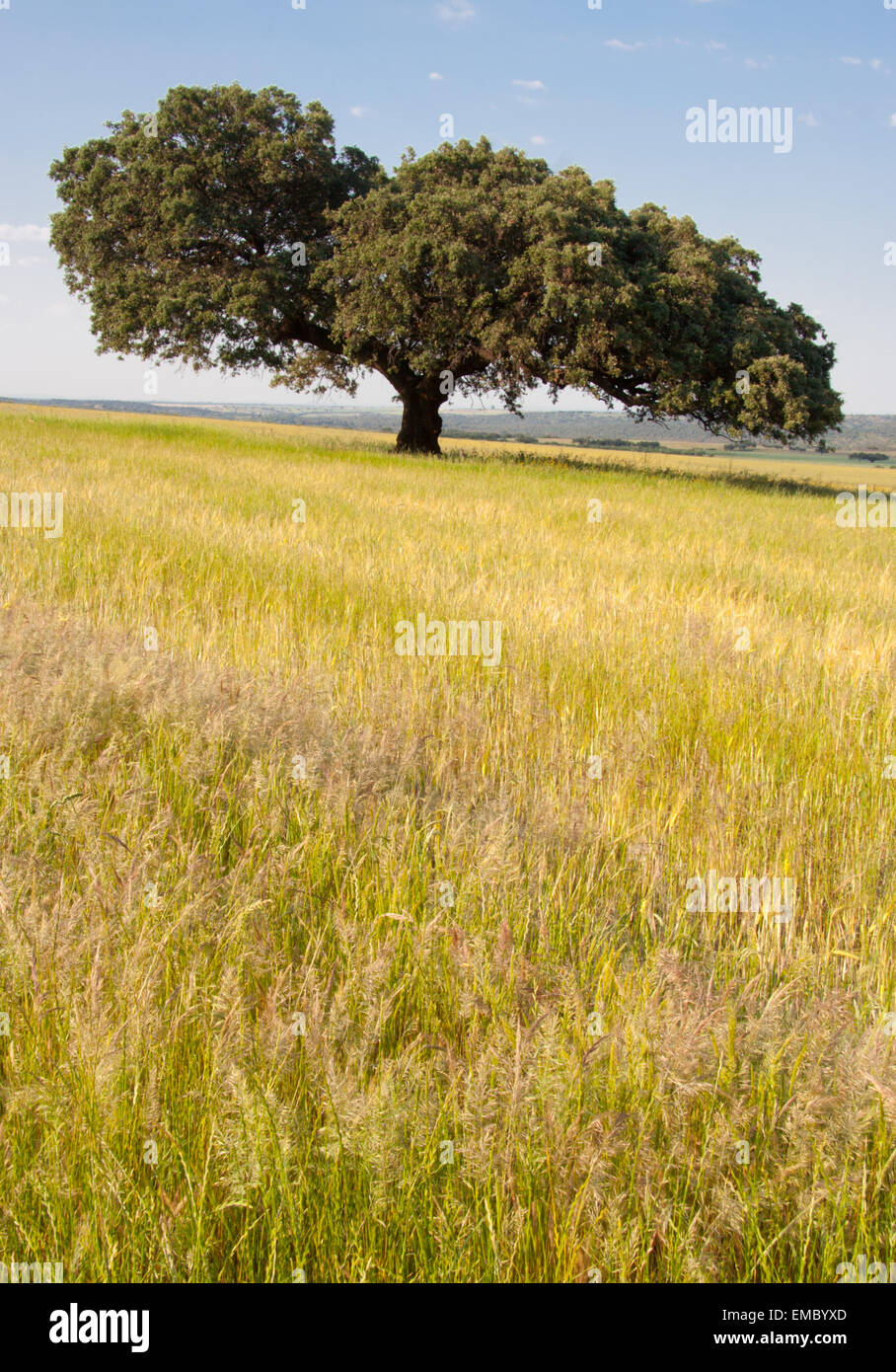 Obelisk und die blaue Moschee Minarett im Hintergrund in der Nacht, Istanbul Stockfoto