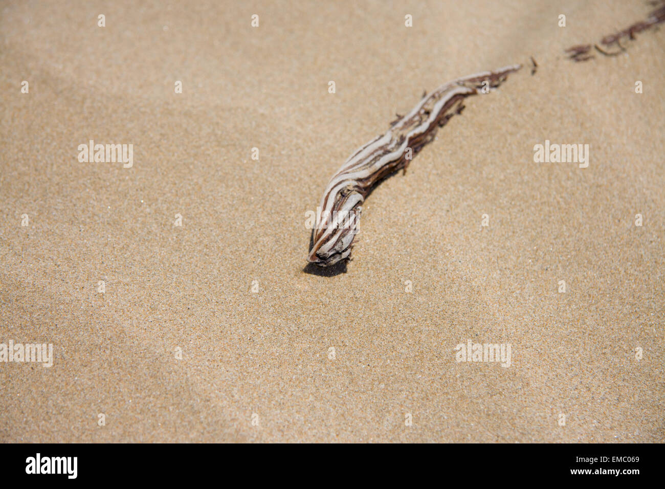 Die getrocknete Wurzel einer Pflanze, die Hälfte in den Sand am Strand im Doñana-Nationalpark in der Nähe von Sanlucar de Barrameda, Spanien begraben. Stockfoto