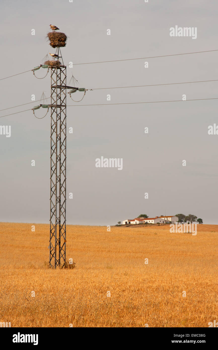 Gelben Weizenfelder und elektrische Masten voller Storchennester, Spanien Stockfoto