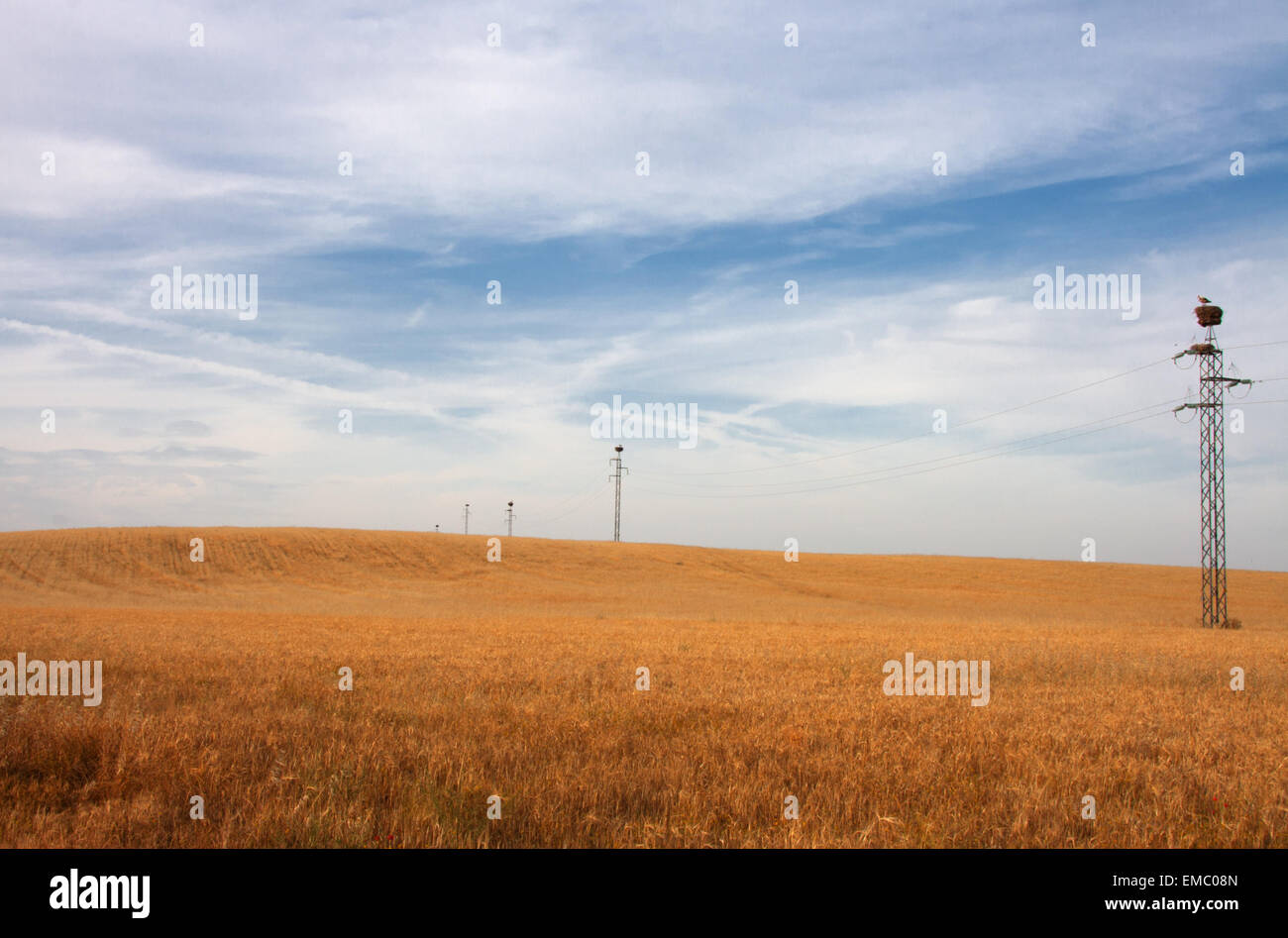 Gelben Weizenfelder und elektrische Masten voller Storchennester, Spanien Stockfoto