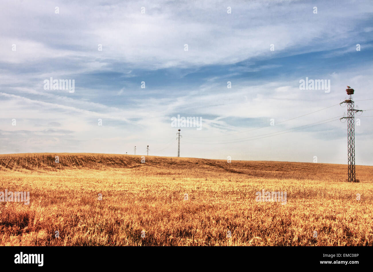 Gelben Weizenfelder und elektrische Masten voller Storchennester, Spanien Stockfoto