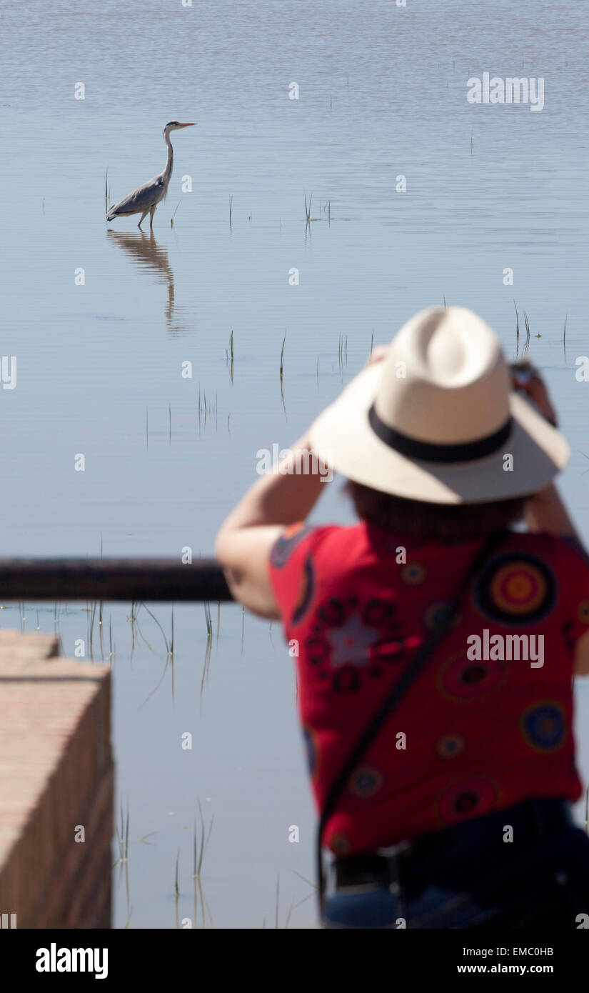 Reife Frau mit Hut ein Graureiher im Donana Nationalpark zu beobachten Stockfoto