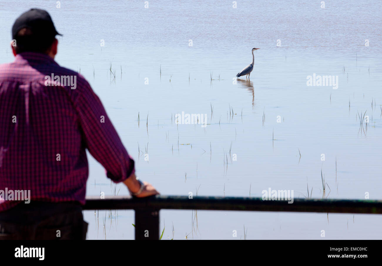 Reifen Sie Oman mit Hut ein Graureiher im Donana Nationalpark zu beobachten Stockfoto