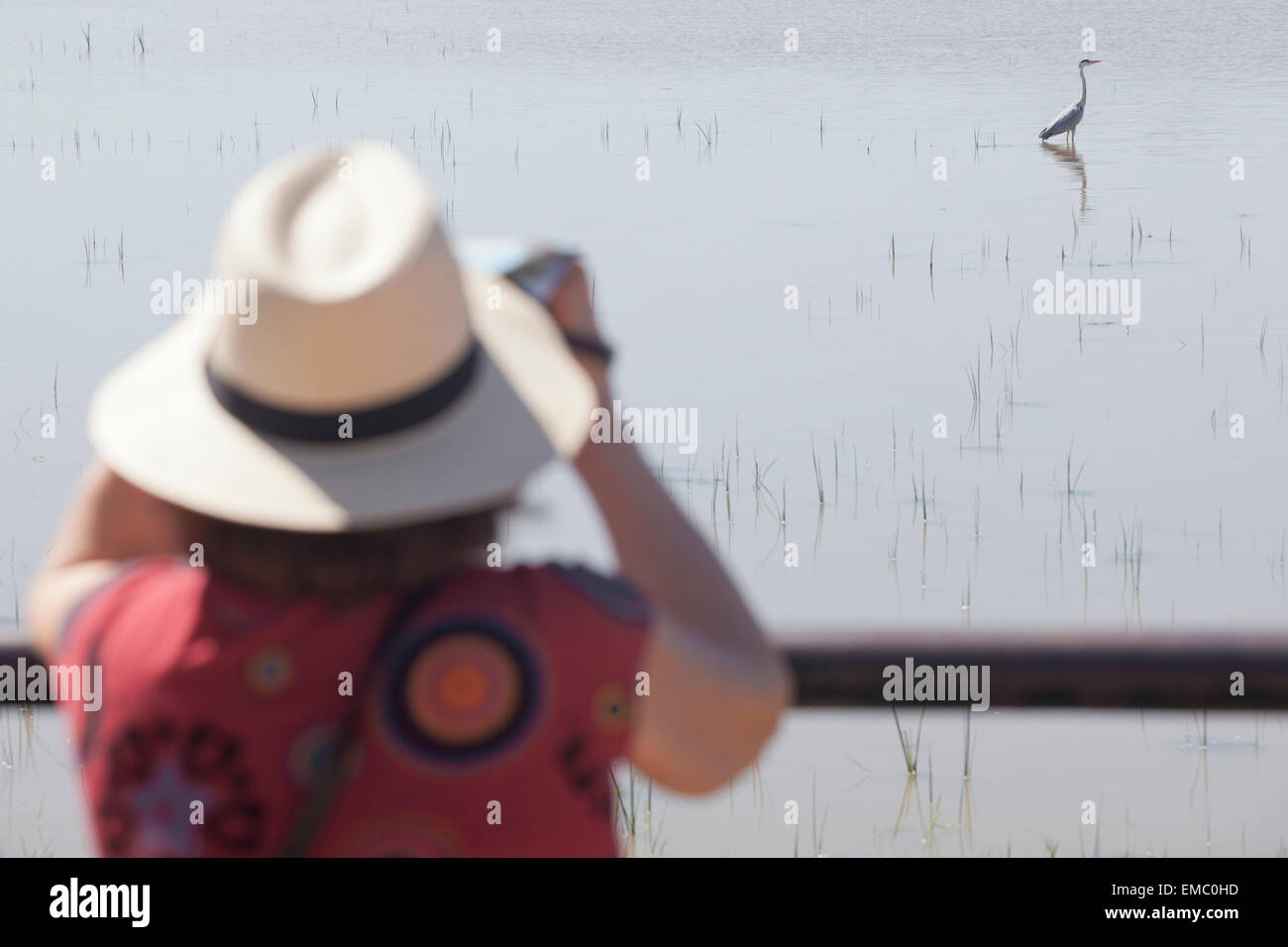 Reife Frau mit Hut ein Graureiher im Donana Nationalpark zu beobachten Stockfoto