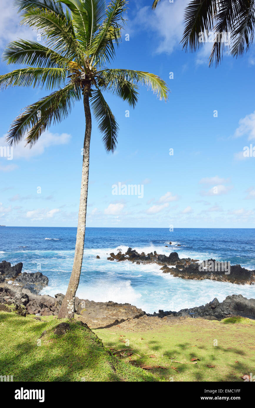 USA, Hawaii, Maui, Nahiku, Palme an der Küste Stockfoto