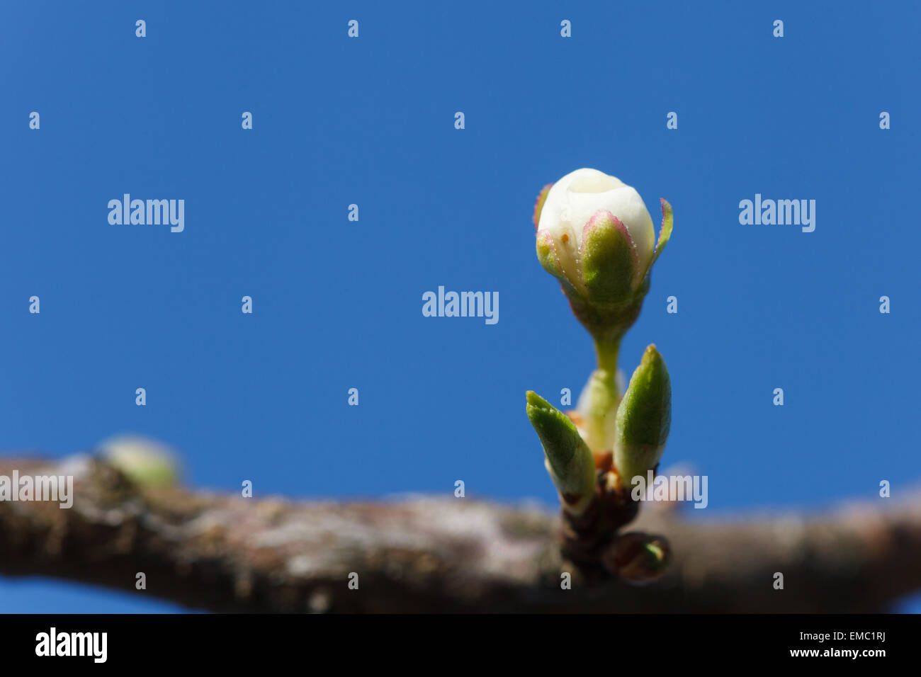 Apple Blütenknospe gegen blauen Himmel Stockfoto