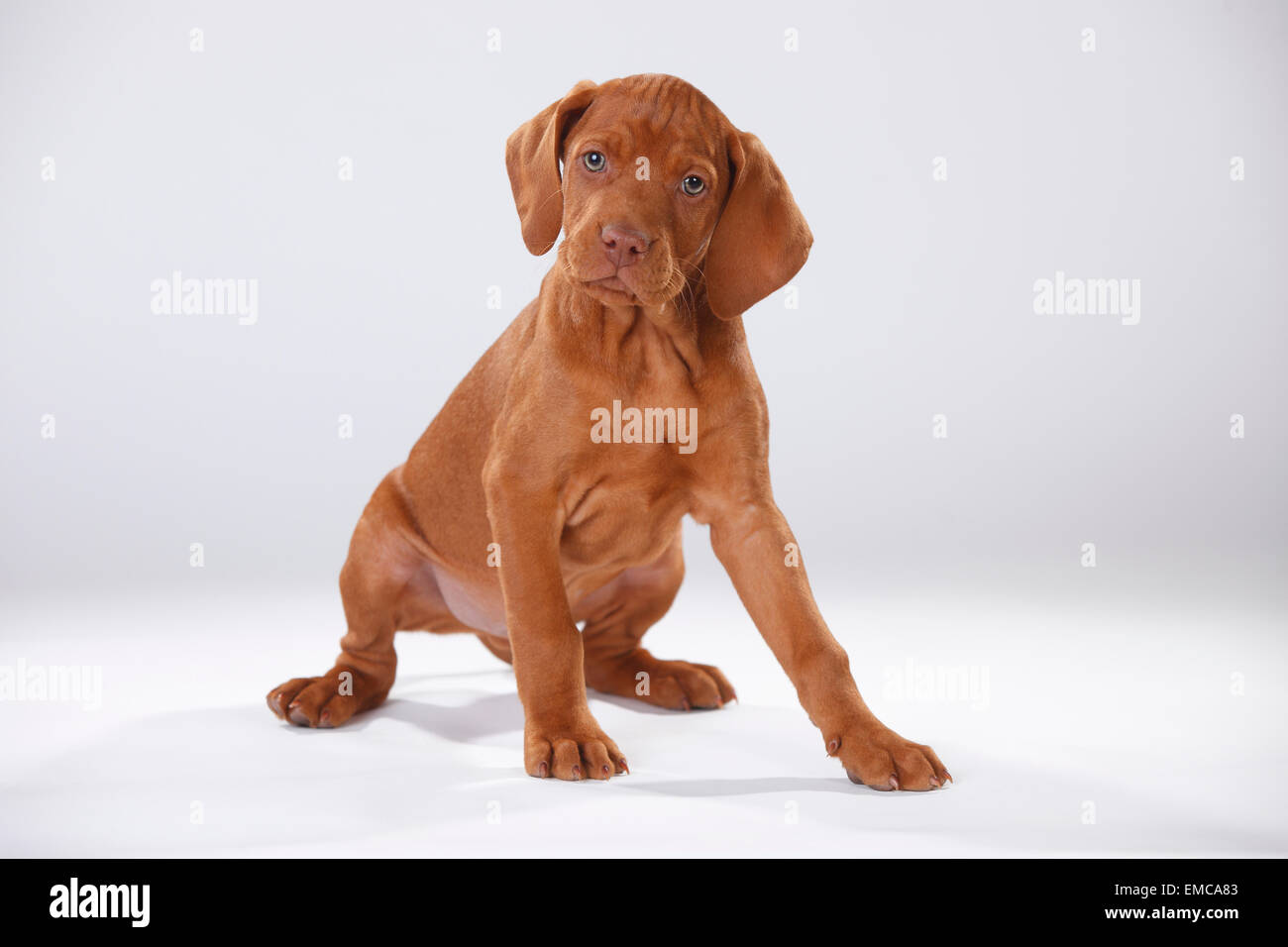 Magyar Vizsla, ungarischer Kurzhaariger Vorstehhund, Welpen Stockfoto