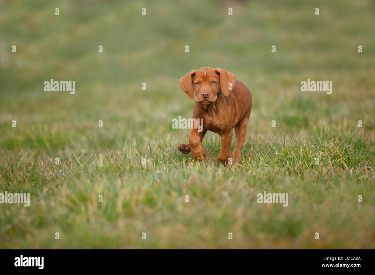 Magyar Vizsla, ungarischer Kurzhaariger Vorstehhund, Welpe, läuft auf der Wiese Stockfoto