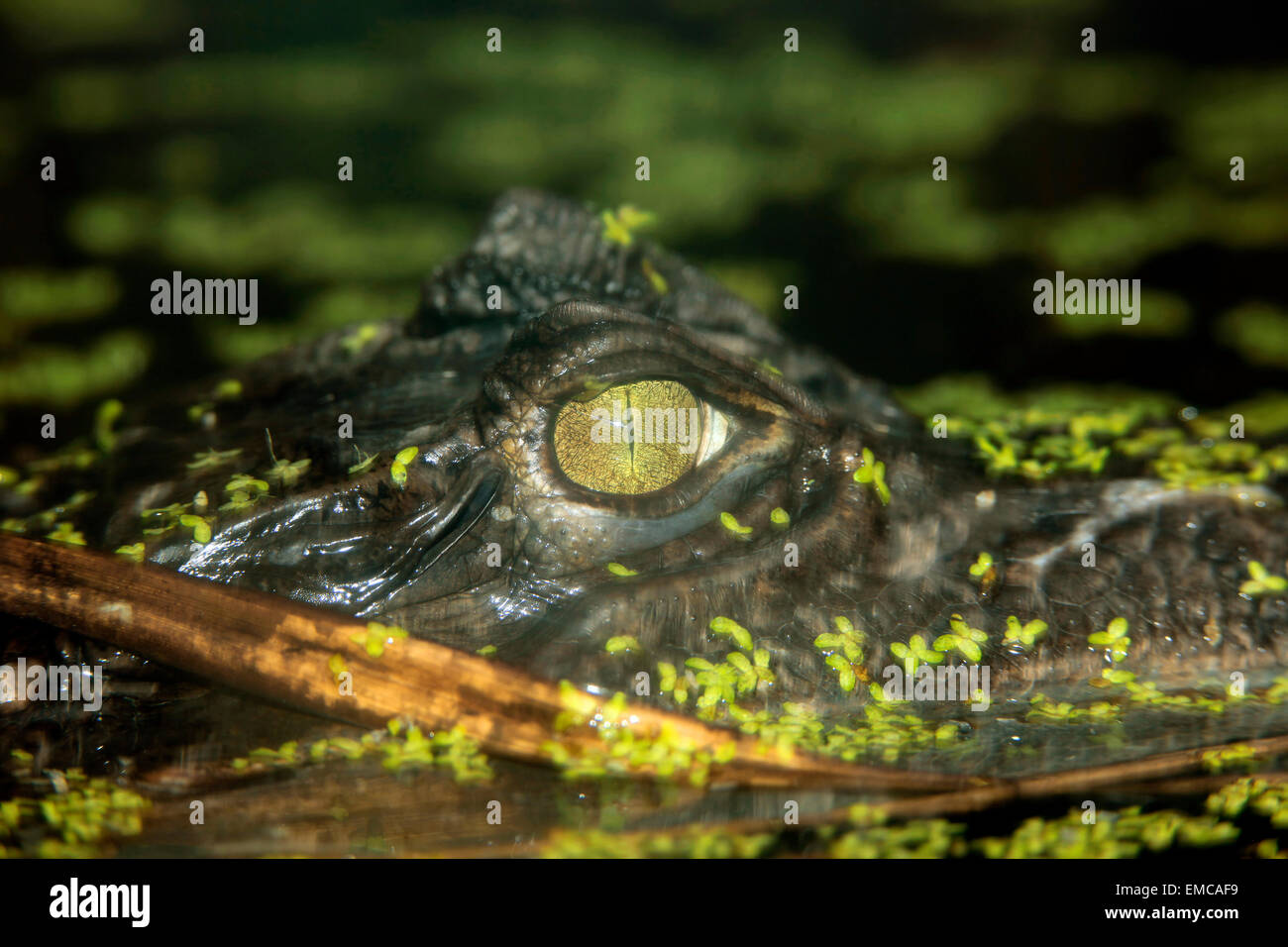 Brillentragende Cayman oder Baba (Caiman Crocodilus) Auge Stockfoto