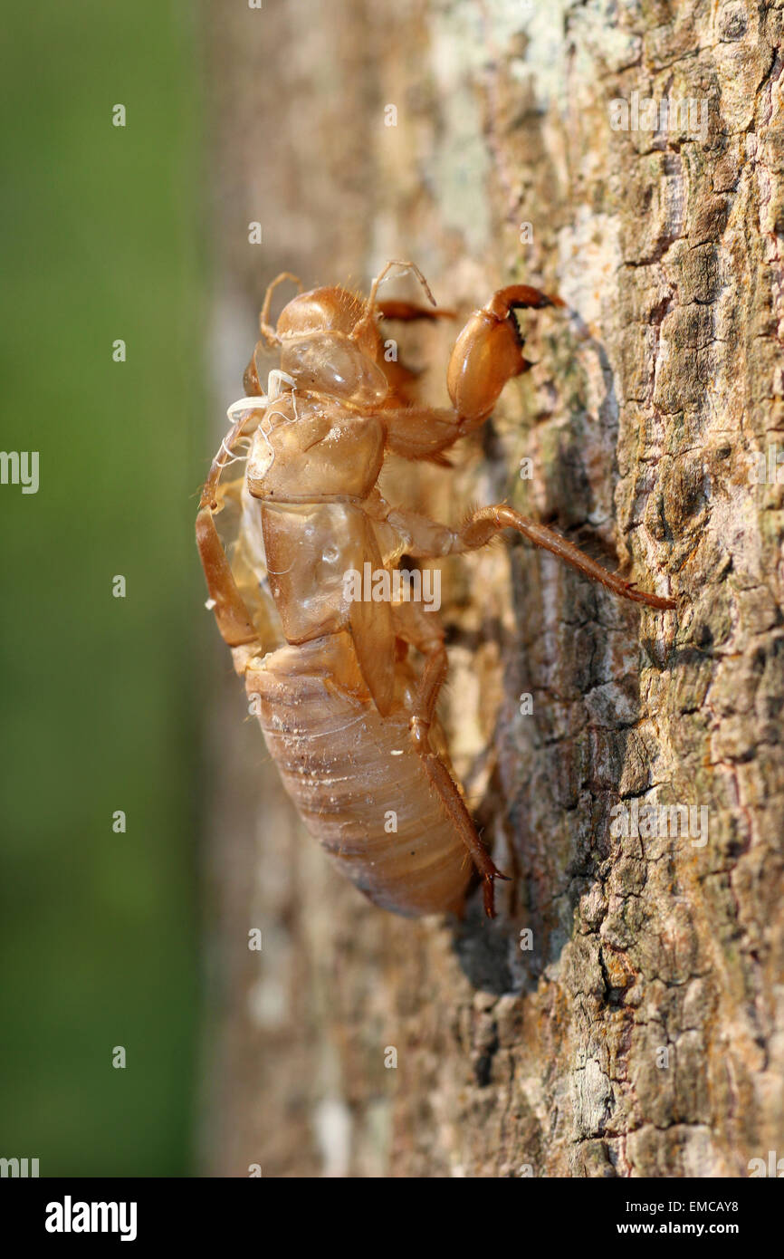 Zikade Exoskelett Stockfoto