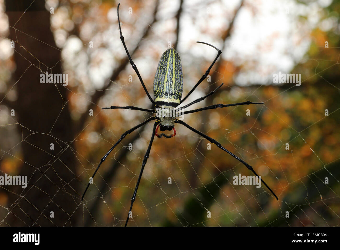 Golden Orb-Weaver Nephila maculata Stockfoto