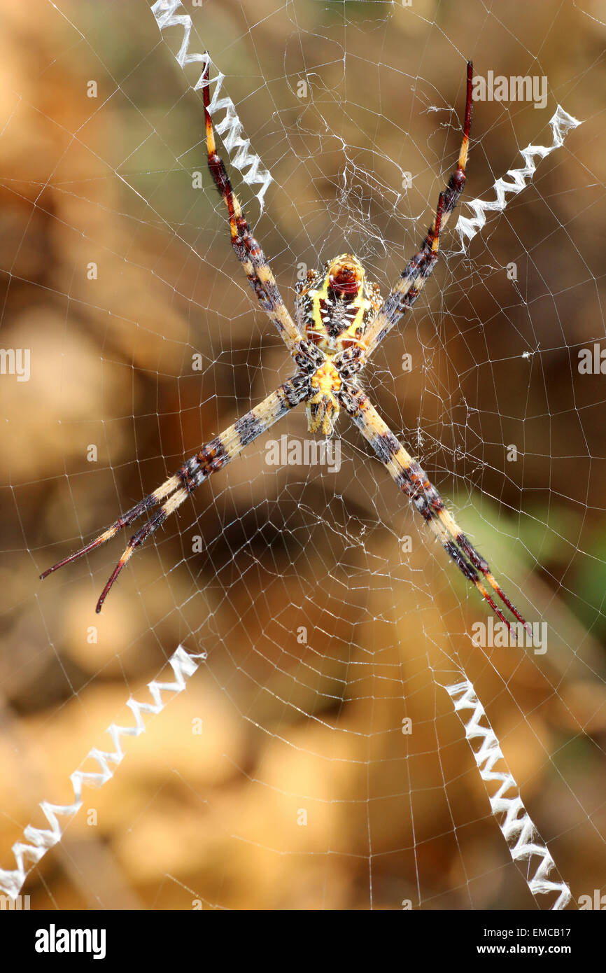 Multi-Coloured St. Andrew's Cross Spider Argiope versicolor Stockfoto