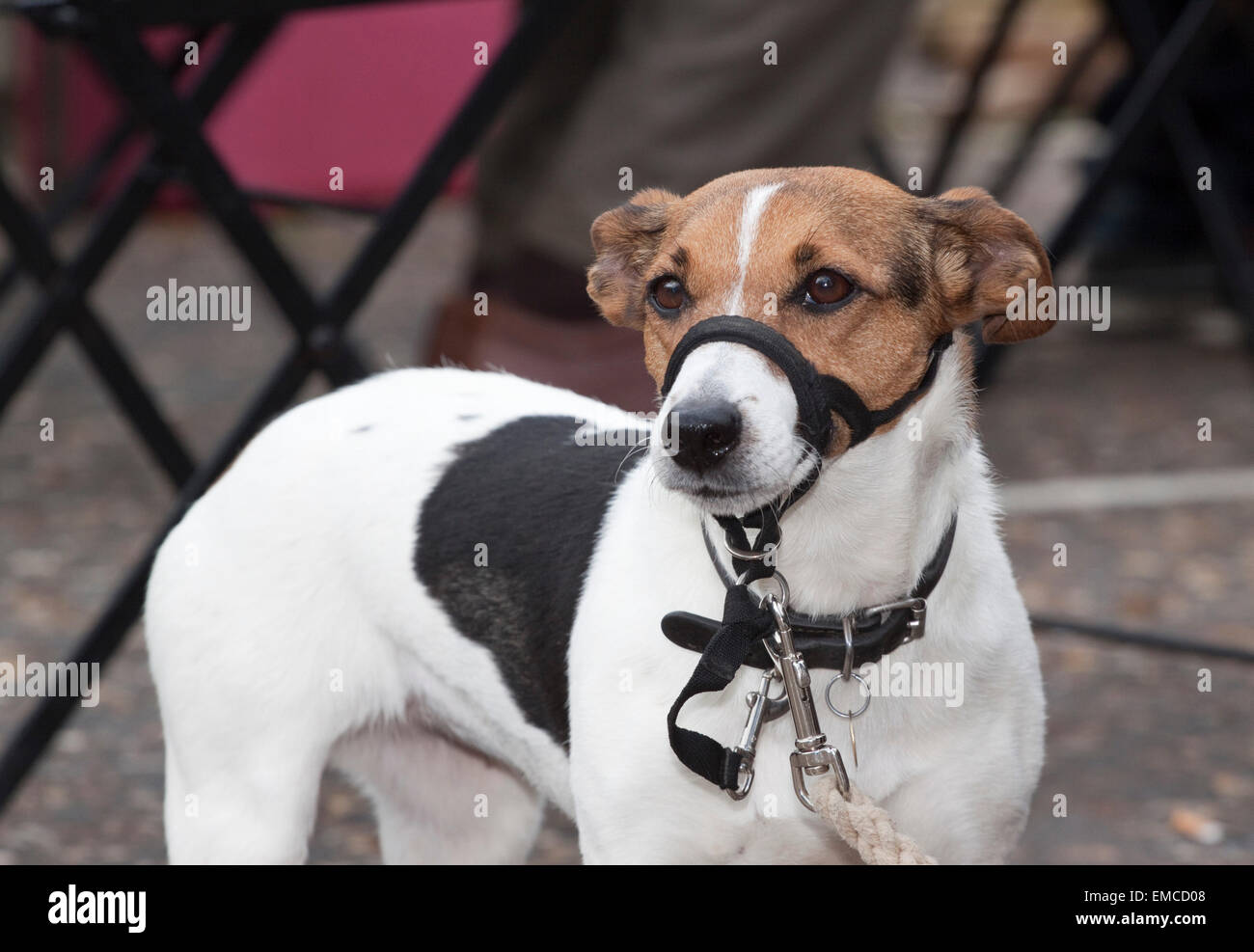 Braun schwarz / weiß Jack Russell Terrier Typ Hund mit Halsband und Leine Art Maulkorb Stockfoto
