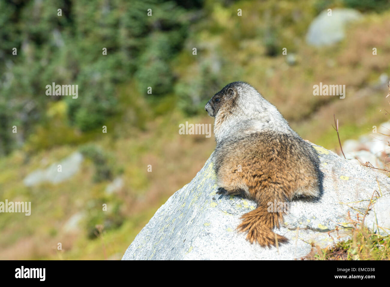 Kanada, British Columbia, Whistler, Murmeltier am Höhenweg Hinweis Stockfoto