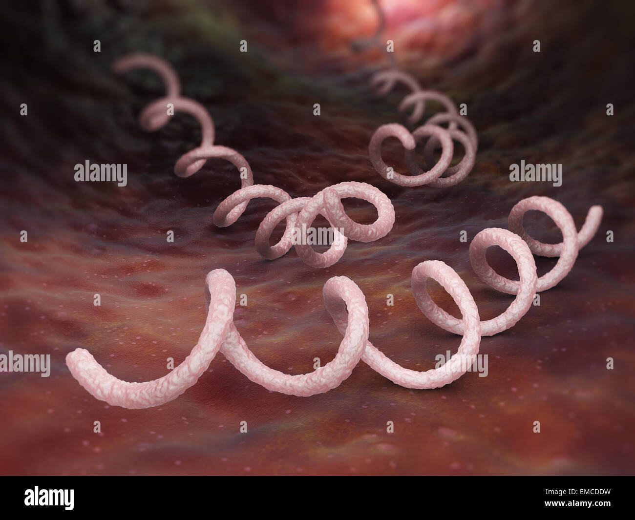 Syphilis-Bakterium Stockfoto