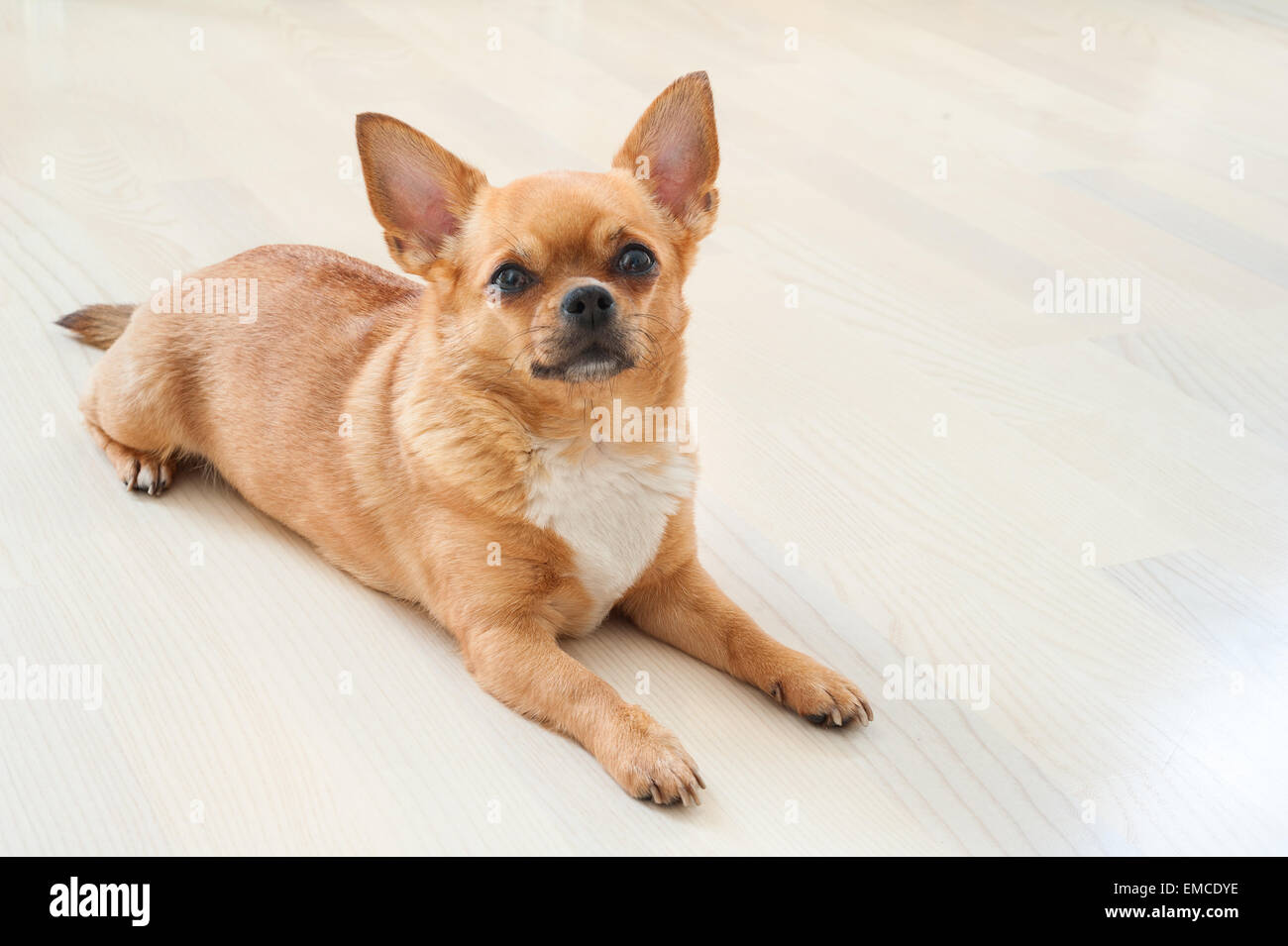 Roten Chihuahua Hund auf hölzernen Hintergrund. Closeup. Stockfoto