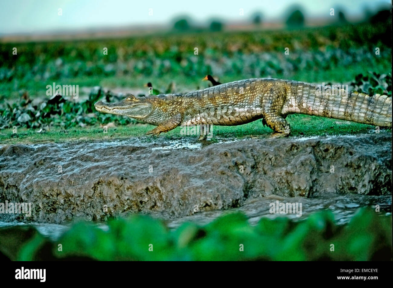 Brillentragende Cayman oder Baba (Caiman Crocodilus Crocodilus). Stockfoto