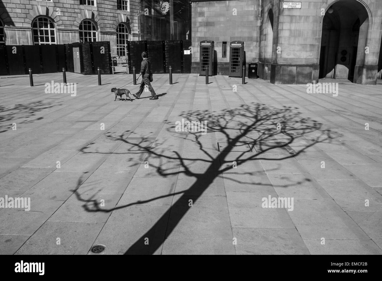 Ein einsamer Baum Projekte seinen Schatten auf die neu renovierte Fußgängerzone rund um die Central Library, Manchester Stockfoto