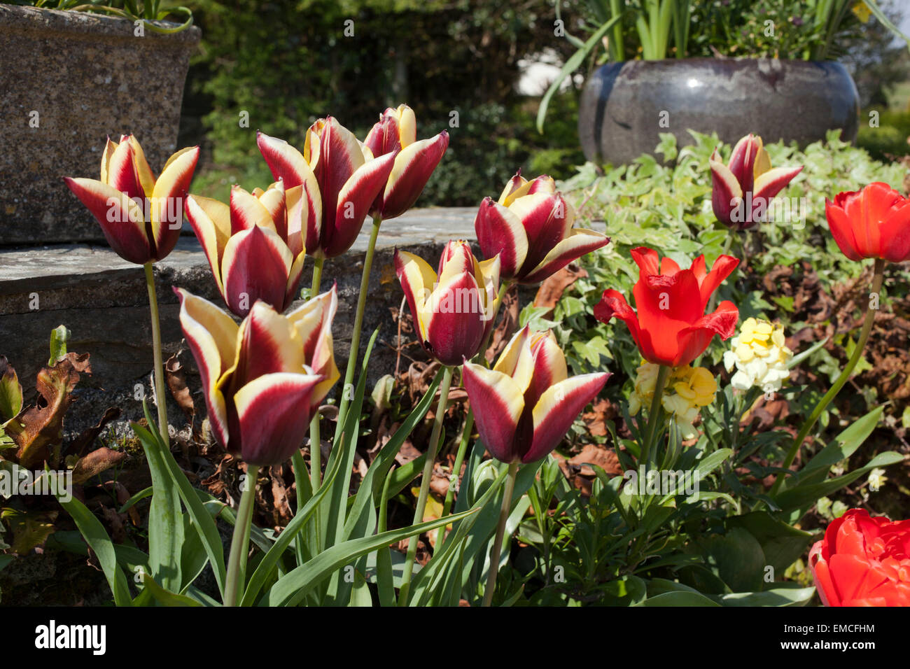 Tulpen in einem steinernen Behälter an der Wand außerhalb Cottage in Cornwall auf einer Feder Stockfoto