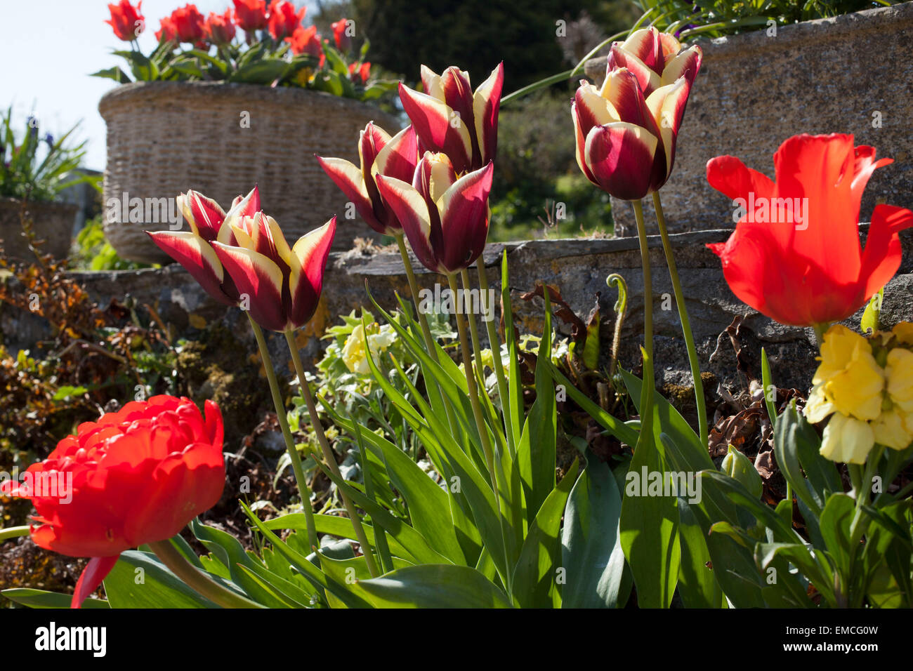 Tulpen in einem steinernen Behälter an der Wand außerhalb Cottage in Cornwall auf einer Feder Stockfoto