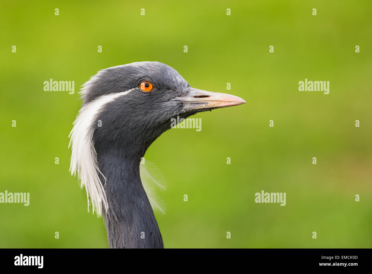 Porträt der Demoiselle Kran (Anthropoides Virgo) Stockfoto