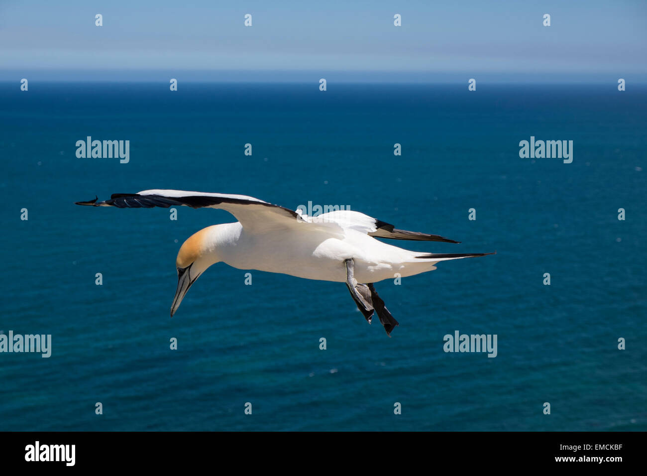 Basstölpel im Flug am Cape Kidnappers, Neuseeland. Stockfoto