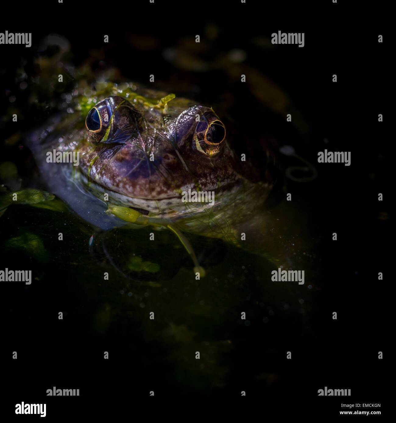 Grasfrosch in einem Teich Stockfoto