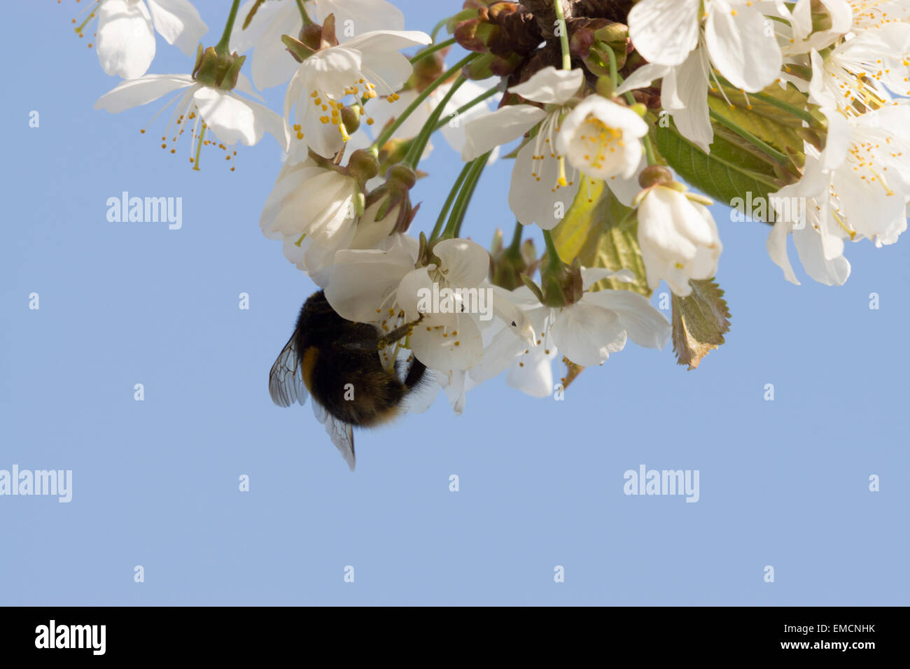 Garten Bumblebee UK sammeln pollen Stockfoto