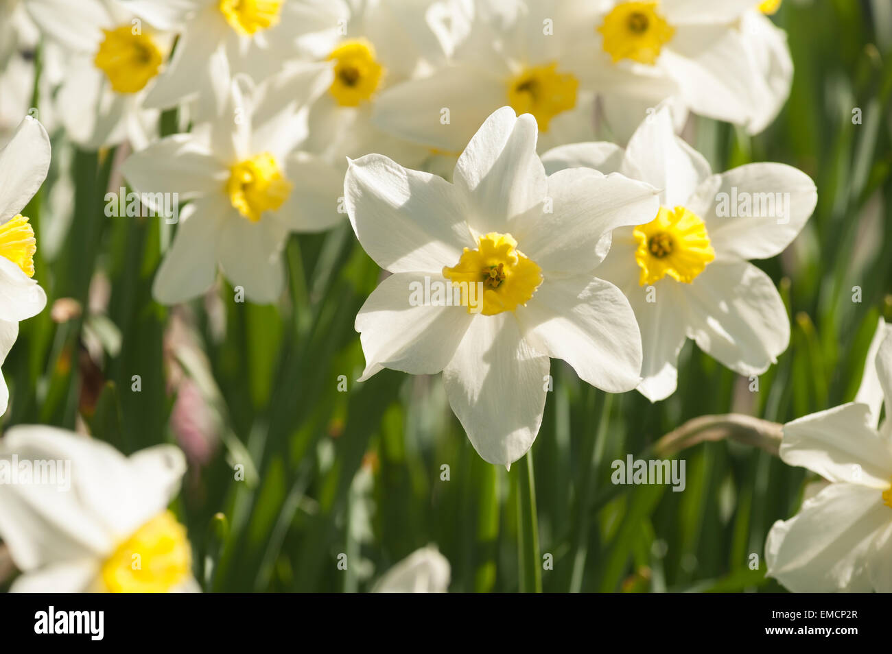 Corona entspringen Sie weiße Narzisse Narcissus Rosenstrauss Blumen Garten mit orange leuchten auf Blütenblätter Stockfoto