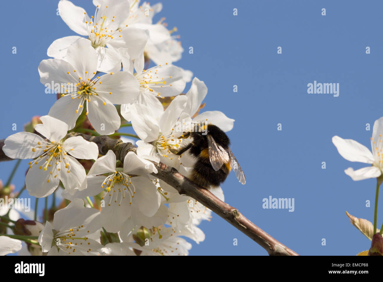 Garten Natur Bumblebee UK summende Insekten wildes Leben sammeln von Blumen bedeckt ist selbst Pollen Stockfoto