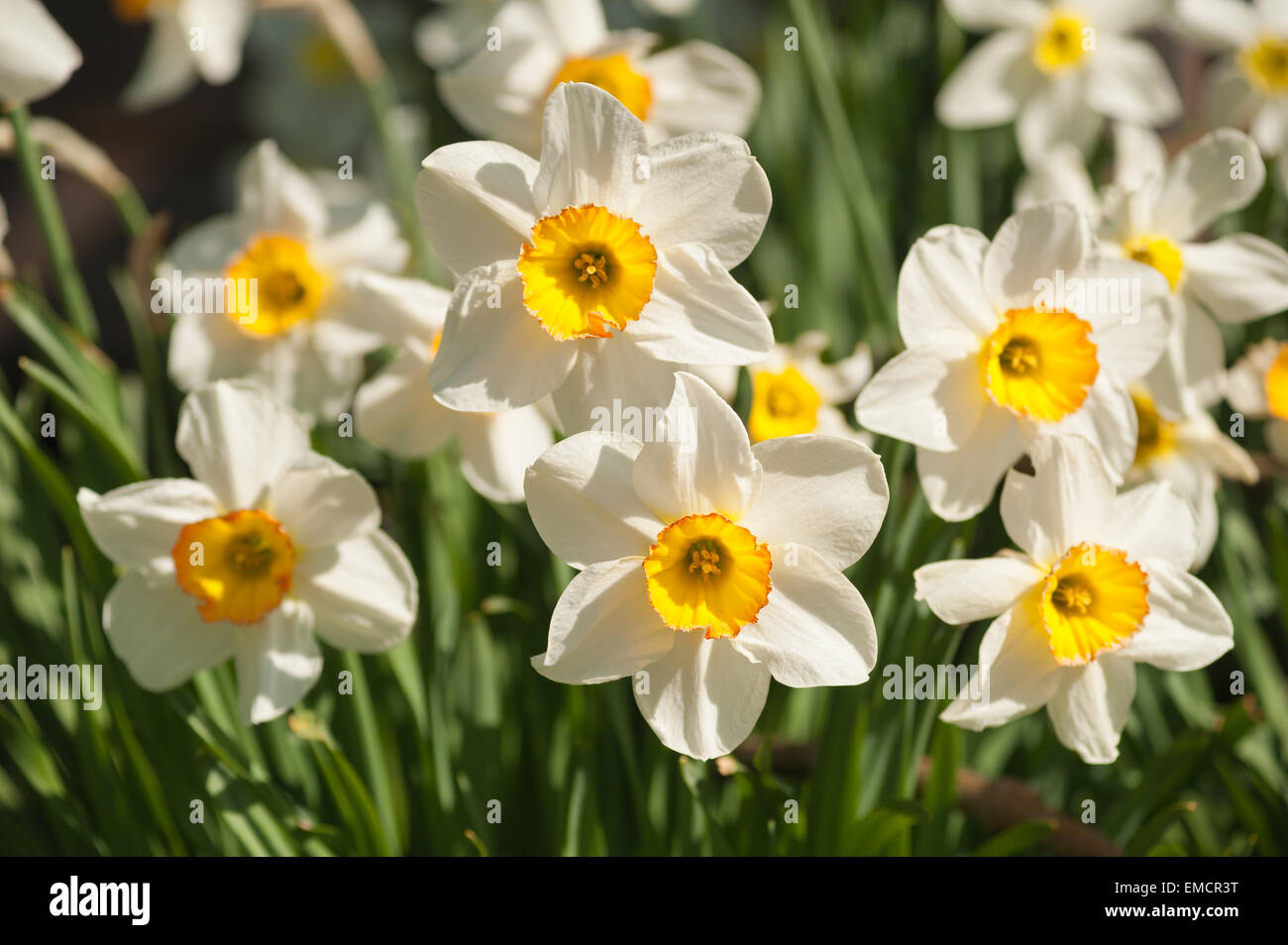 Corona entspringen Sie weiße Narzisse Narcissus Rosenstrauss Blumen Garten mit orange leuchten auf Blütenblätter Stockfoto