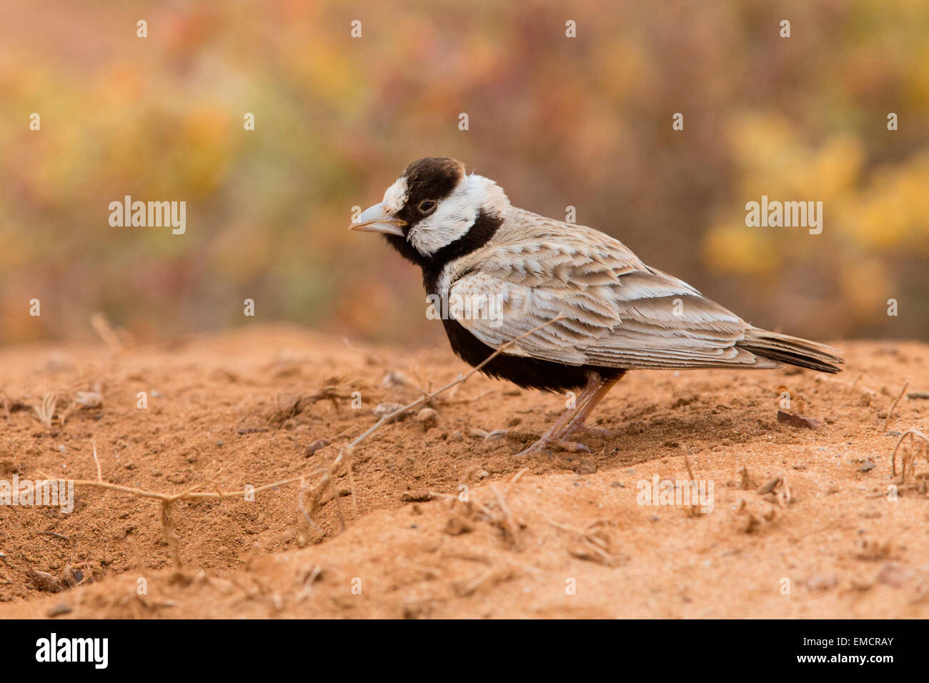 Schwarz-gekrönter Spatz-Lerche Stockfoto