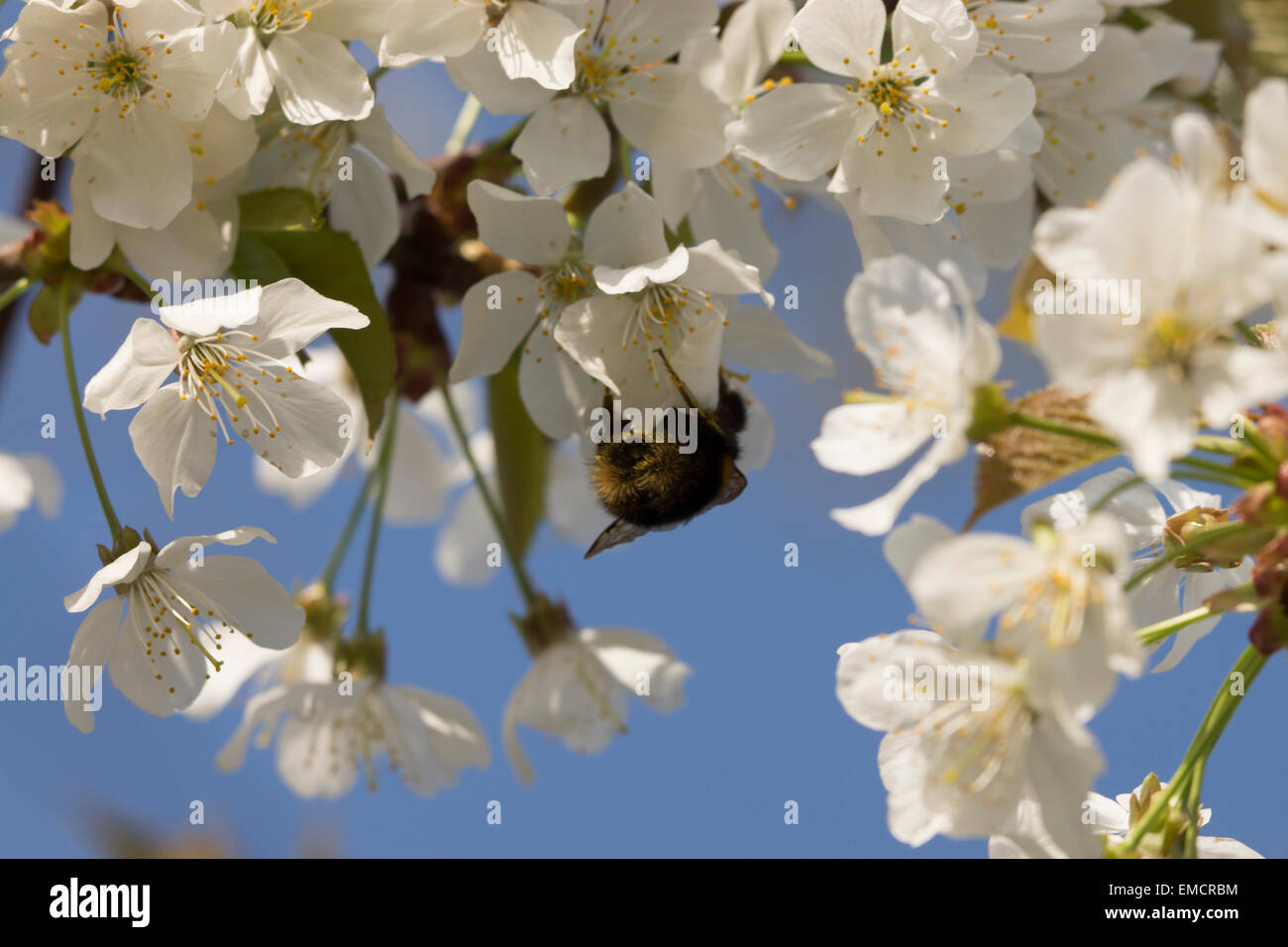 Garten Natur Bumblebee UK summende Insekten wildes Leben sammeln von Blumen bedeckt ist selbst Pollen Stockfoto