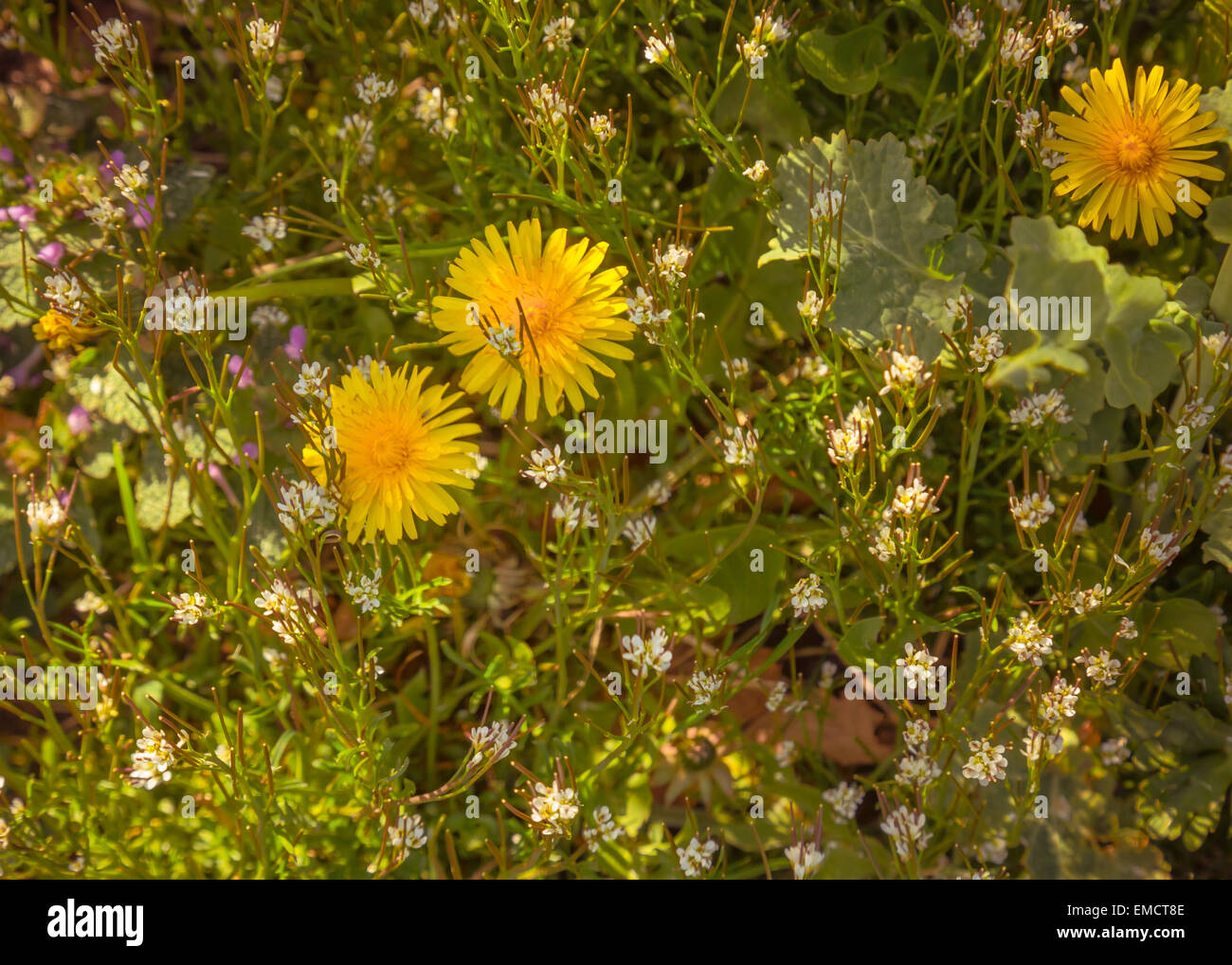 Top-down-Löwenzahn - drei Sonnen des Frühlings Stockfoto