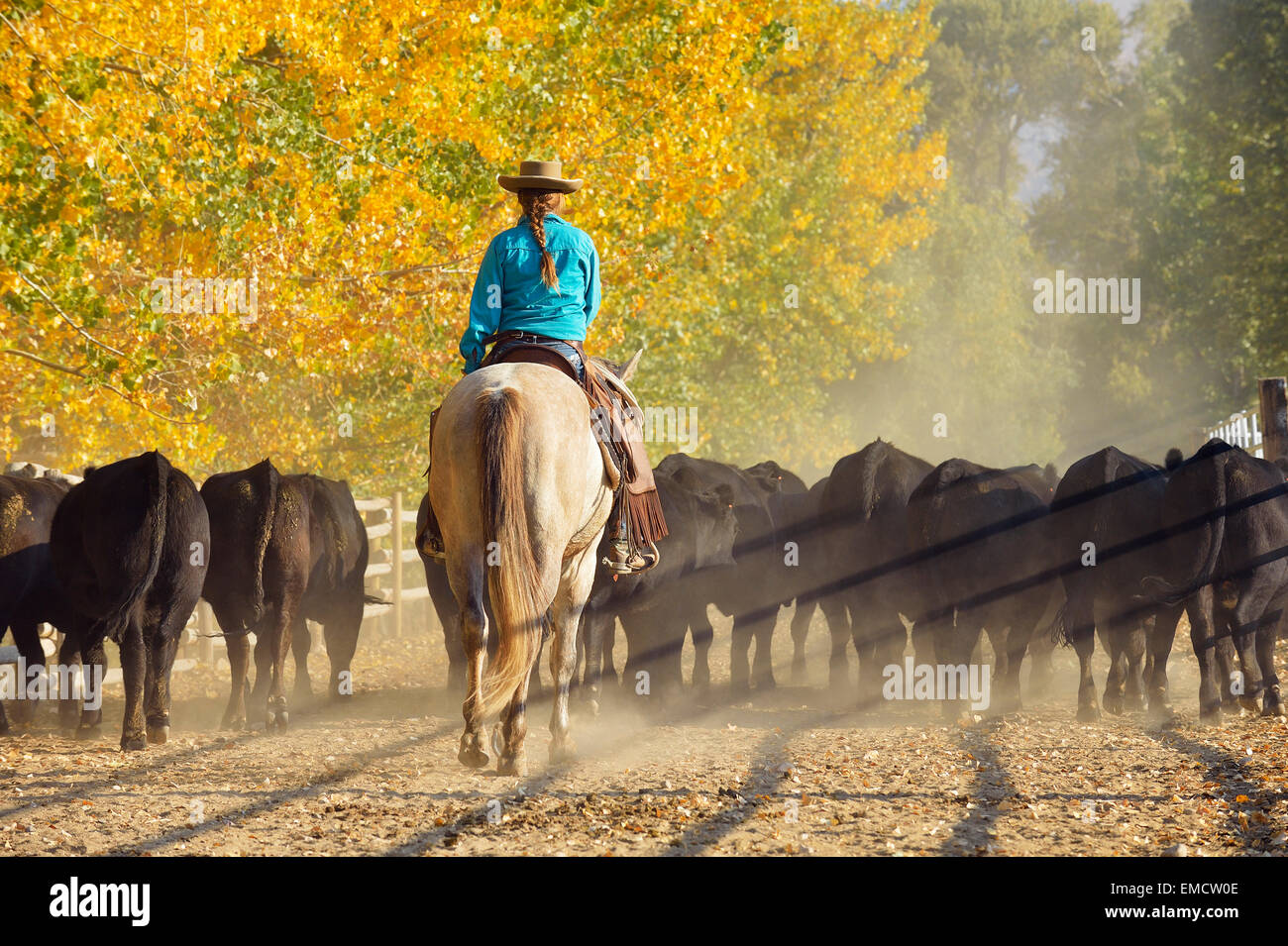 USA, Wyoming, Cowgirl reiten Pferde und Rinder hüten Stockfoto