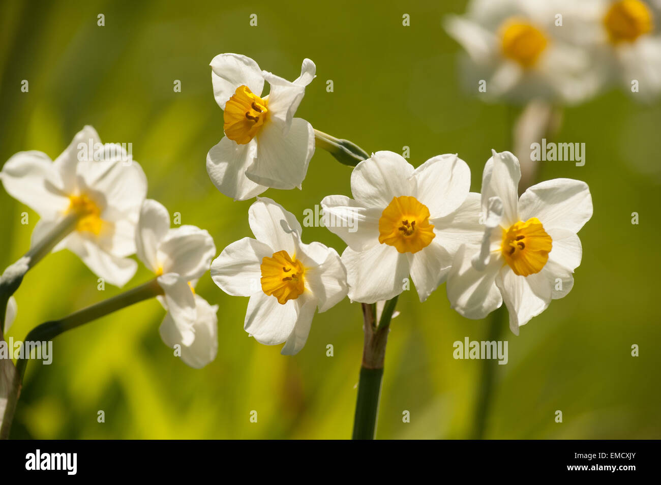 Corona entspringen Sie White Dwarfs Narzissen Narcissus Haufen Blumen Garten mit orange leuchten auf Blütenblätter Stockfoto