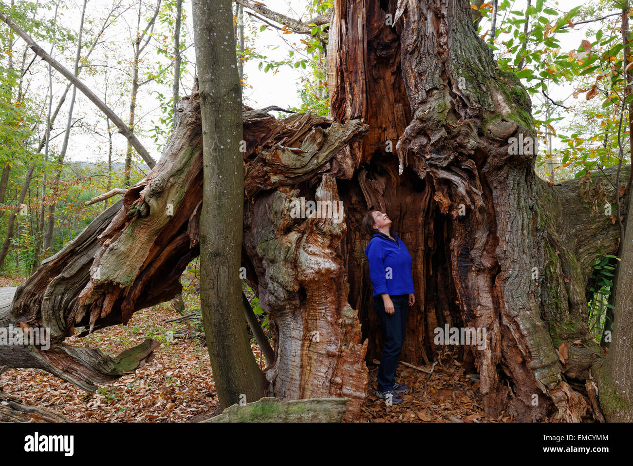 Österreich, Burgenland, Liebing Kastanien Bäume Stockfoto