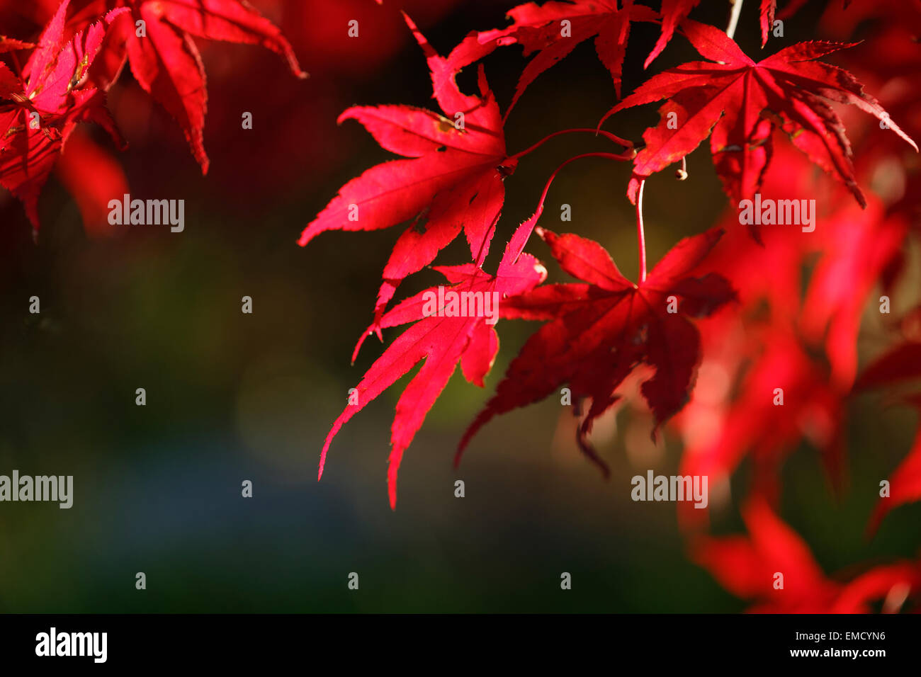 Rote Blätter im Herbst von einer ornamentalen Ahorn Stockfoto