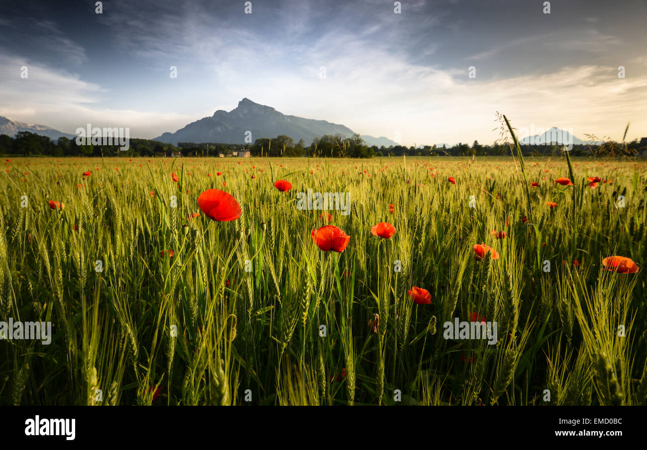 Österreich, Salzburger Land, Feld mit Mohnblumen am Abend Untersberg und Hochstaufen im Hintergrund Stockfoto