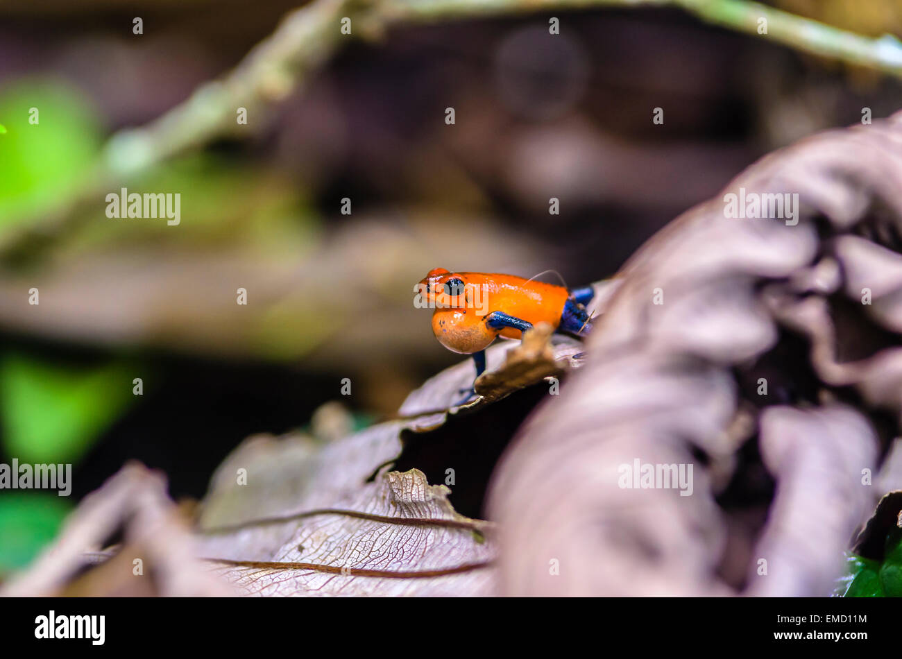 Costa Rica, Strawberry Poison Dart Frog, Oophaga pumilio Stockfoto