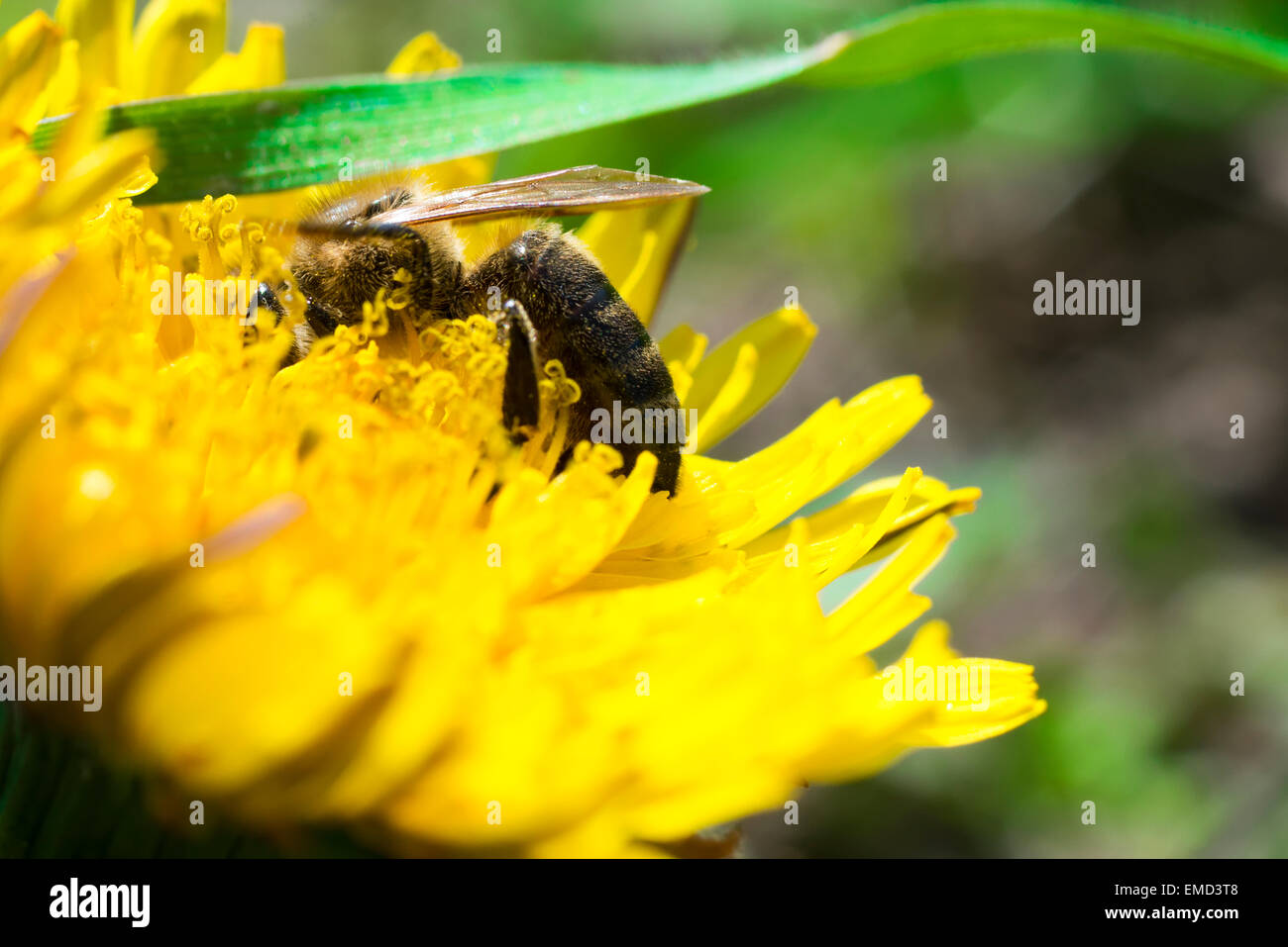 Bienen bestäuben auf eine gelbe Blume Stockfoto