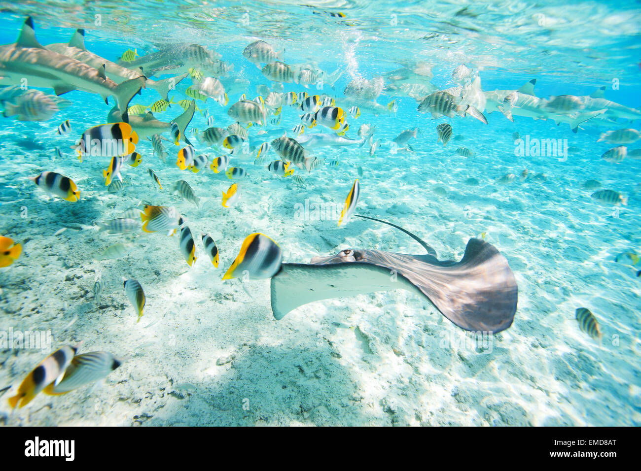 Bora Bora unter Wasser Stockfoto