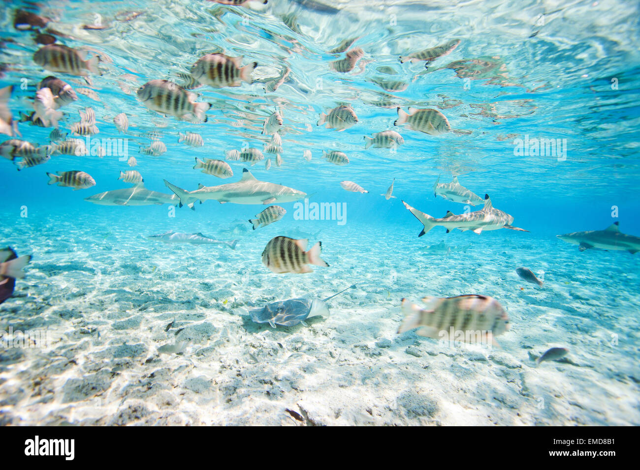 Bora Bora unter Wasser Stockfoto