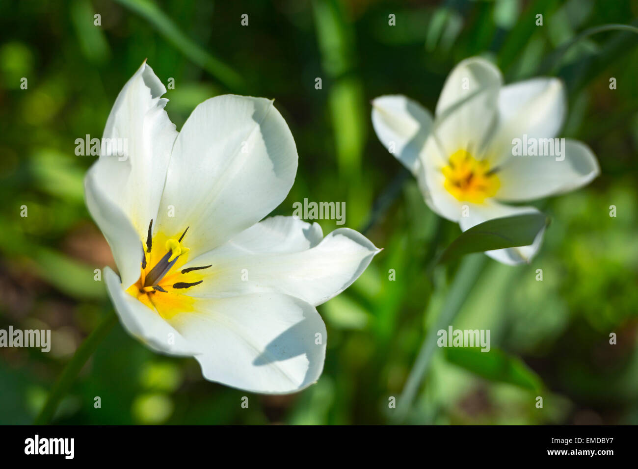 weiße Tulpe Blume vollständig zu öffnen Stockfoto