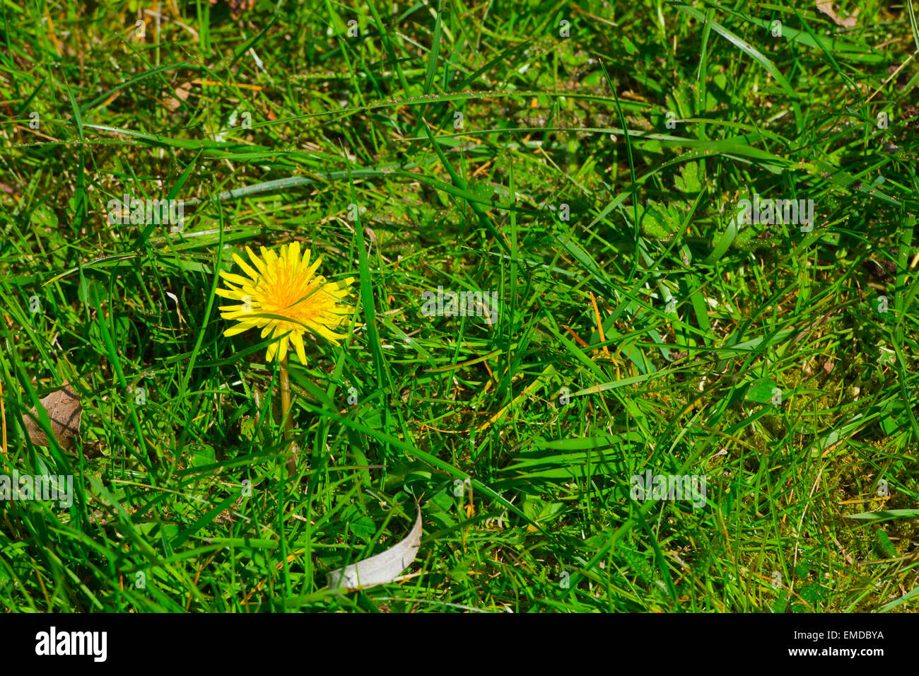 gelbe Blume Löwenzahn in Rasen Stockfoto