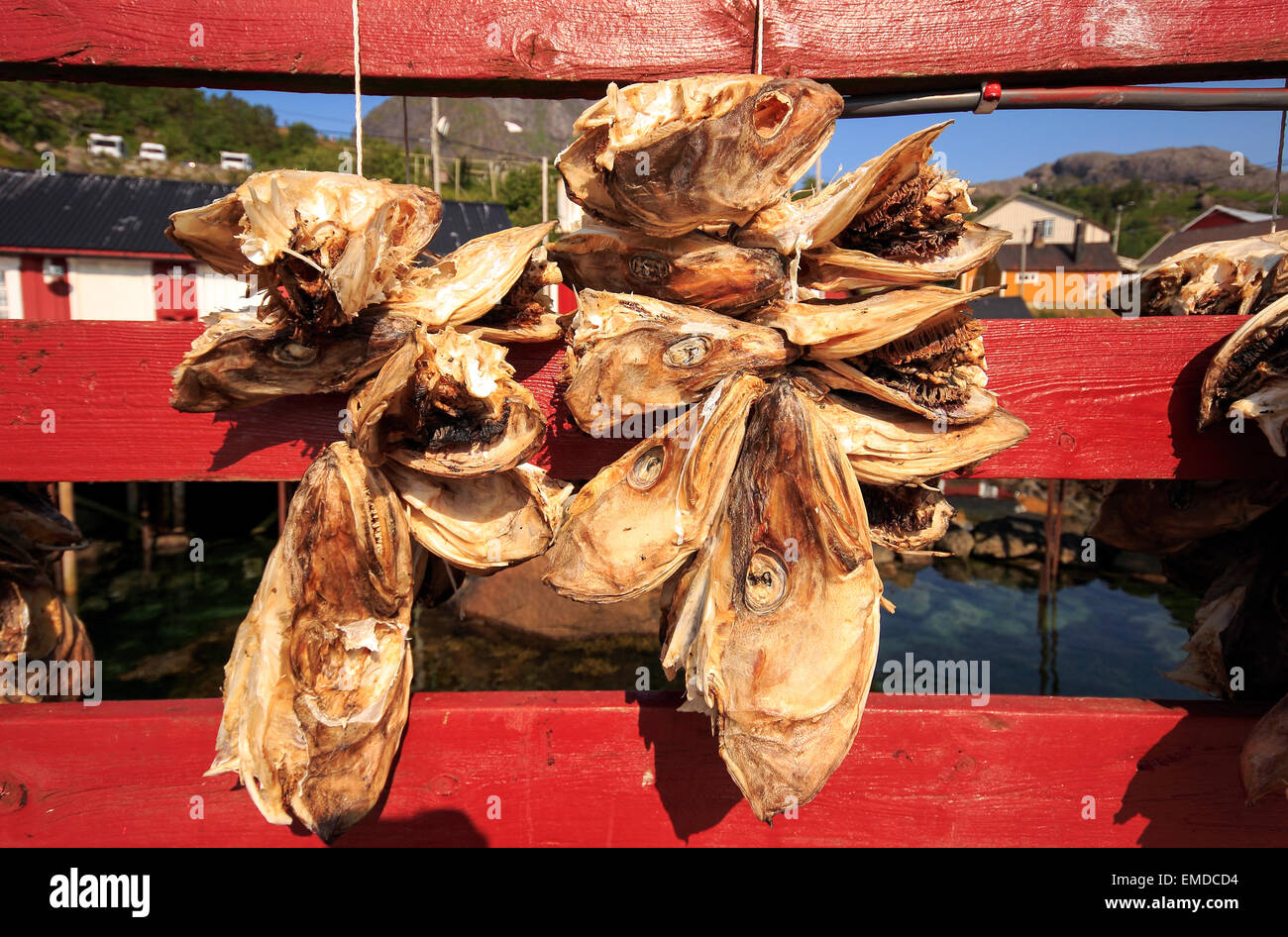 Fisch-Kopf aufgehängt trocknen, Nusfjord, Lofoten Inseln, Nordland, Norwegen, Skandinavien, Europa Stockfoto